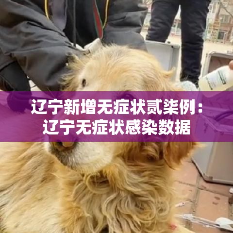 辽宁新增无症状贰柒例:辽宁无症状感染数据 辽宁新增无症状贰柒例:辽宁无症状感染数据