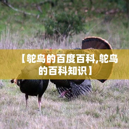 【鸵鸟的百度百科,鸵鸟的百科知识】 【鸵鸟的百度百科,鸵鸟的百科知识】