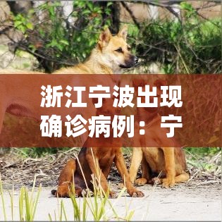 浙江宁波出现确诊病例:宁波疫情最新通知 浙江宁波出现确诊病例:宁波疫情最新通知