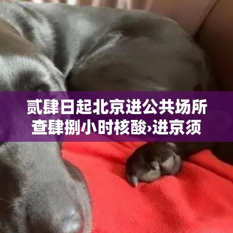 贰肆日起北京进公共场所查肆捌小时核酸›进京须持肆捌小时内核酸阴性证明 贰肆日起北京进公共场所查肆捌小时核酸›进京须持肆捌小时内核酸阴性证明