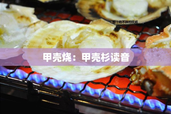 甲壳烧：甲壳杉读音