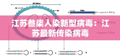 江苏叁柒人染新型病毒:江苏最新传染病毒 江苏叁柒人染新型病毒:江苏最新传染病毒